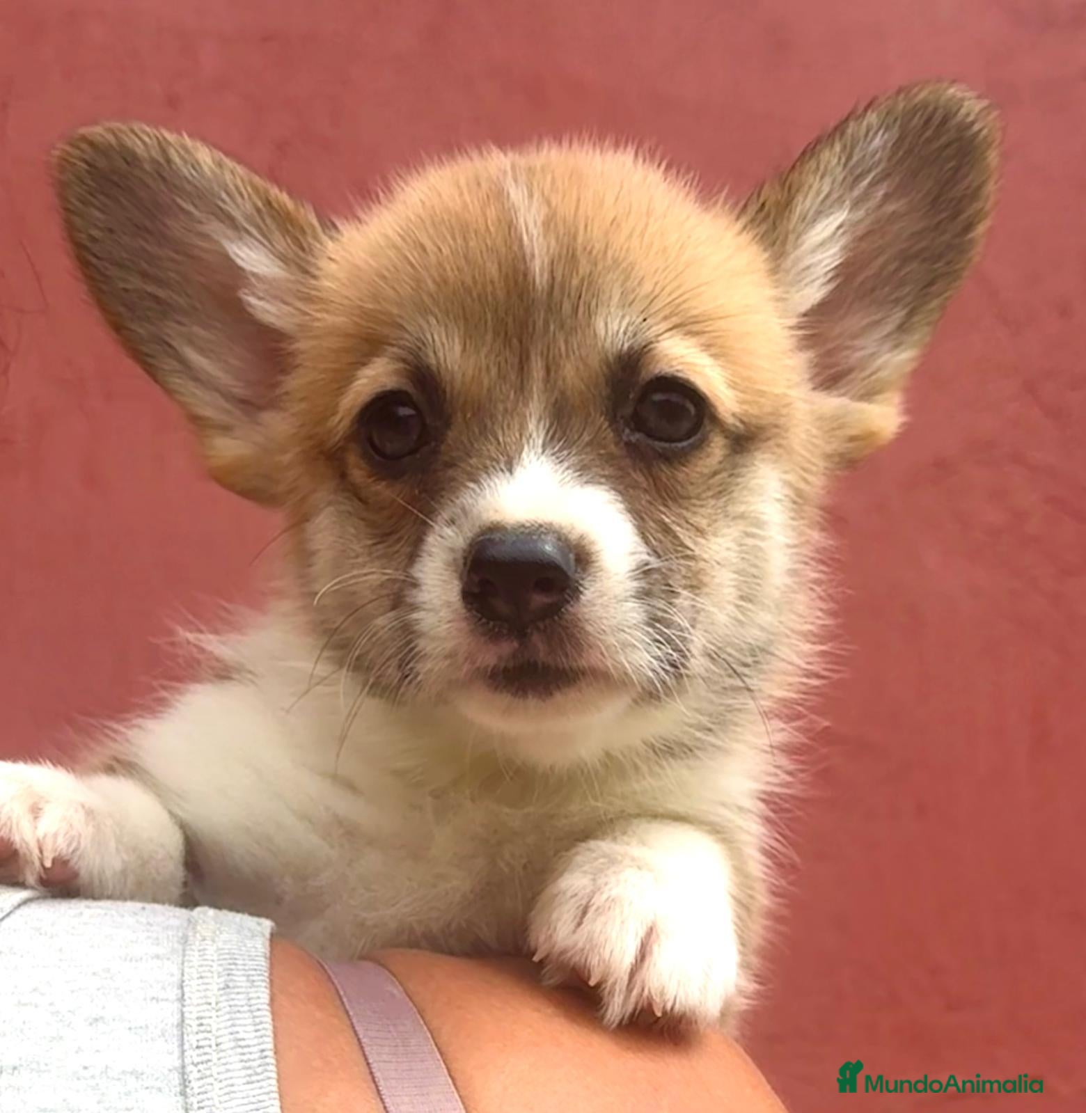 Welsh Corgi Pembroke perros Cachorros Corgi  | Criador pedigre garantia salud - Anuncio 1