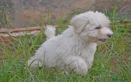 Perro de Agua Español perros en venta: CACHORRA, PERRO DE AGUA ESPAÑOL - Anuncio 3