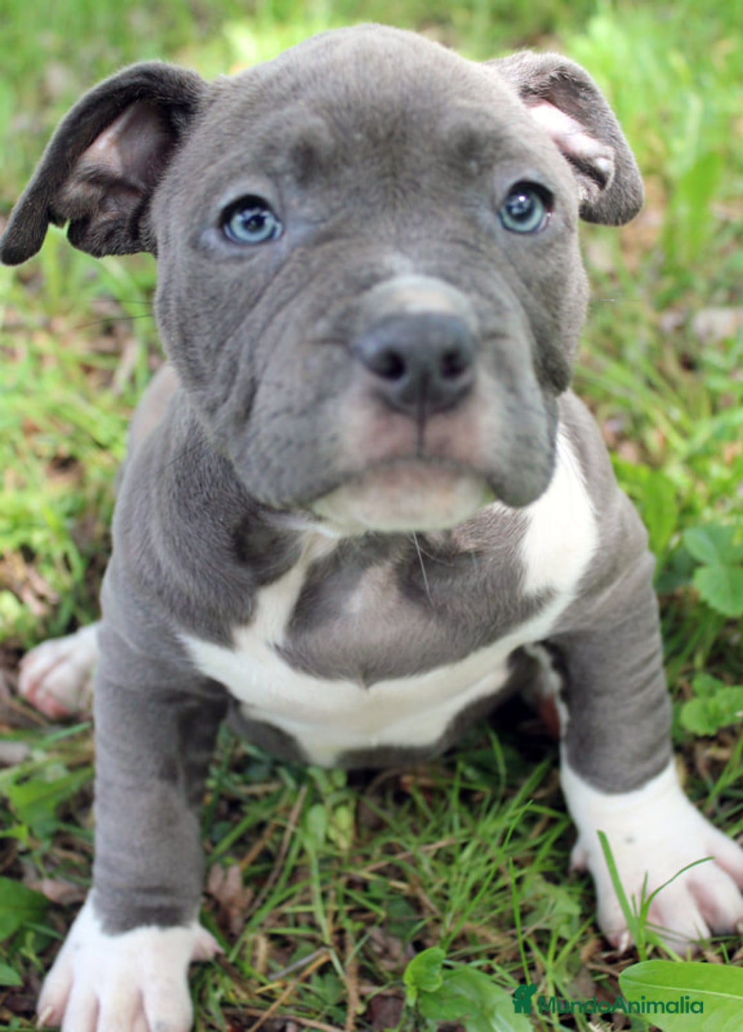American Staffordshire-Terrier perros en venta: AMERICAN STAFFORD CRIADORES  - Imagen 3