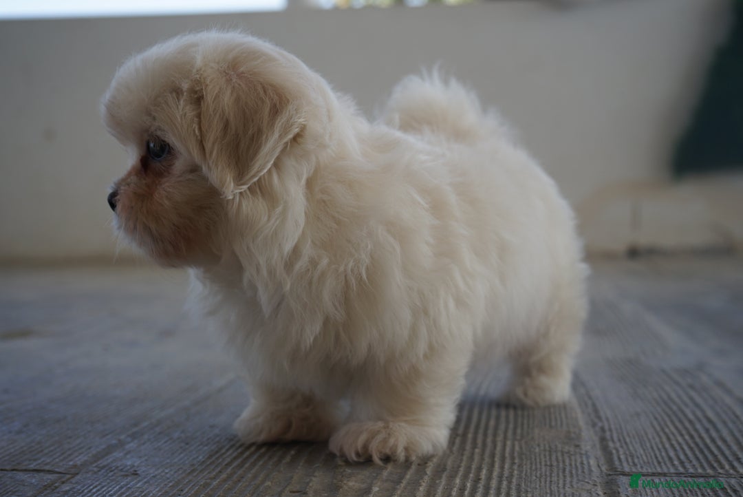 Maltipoo perros en venta: ✨ Snow & Carnival ✨ - Imagen 5