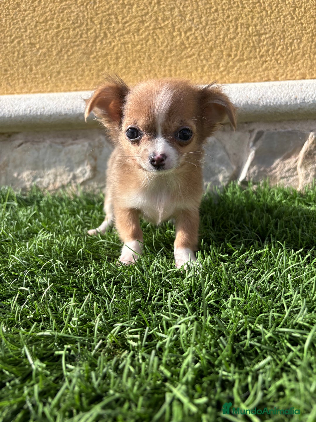 Chihuahua perros en venta: Chihuahua mini Toy pelo largo chocolate - Anuncio 22