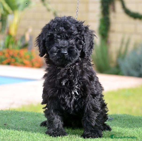 Perro de Agua Español perros en venta: PERRO DE AGUA  - Anuncio 1