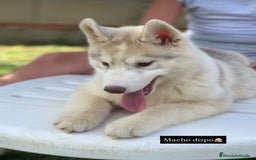 Husky Siberiano perros en venta: Cachorro adopcion - Imagen 2