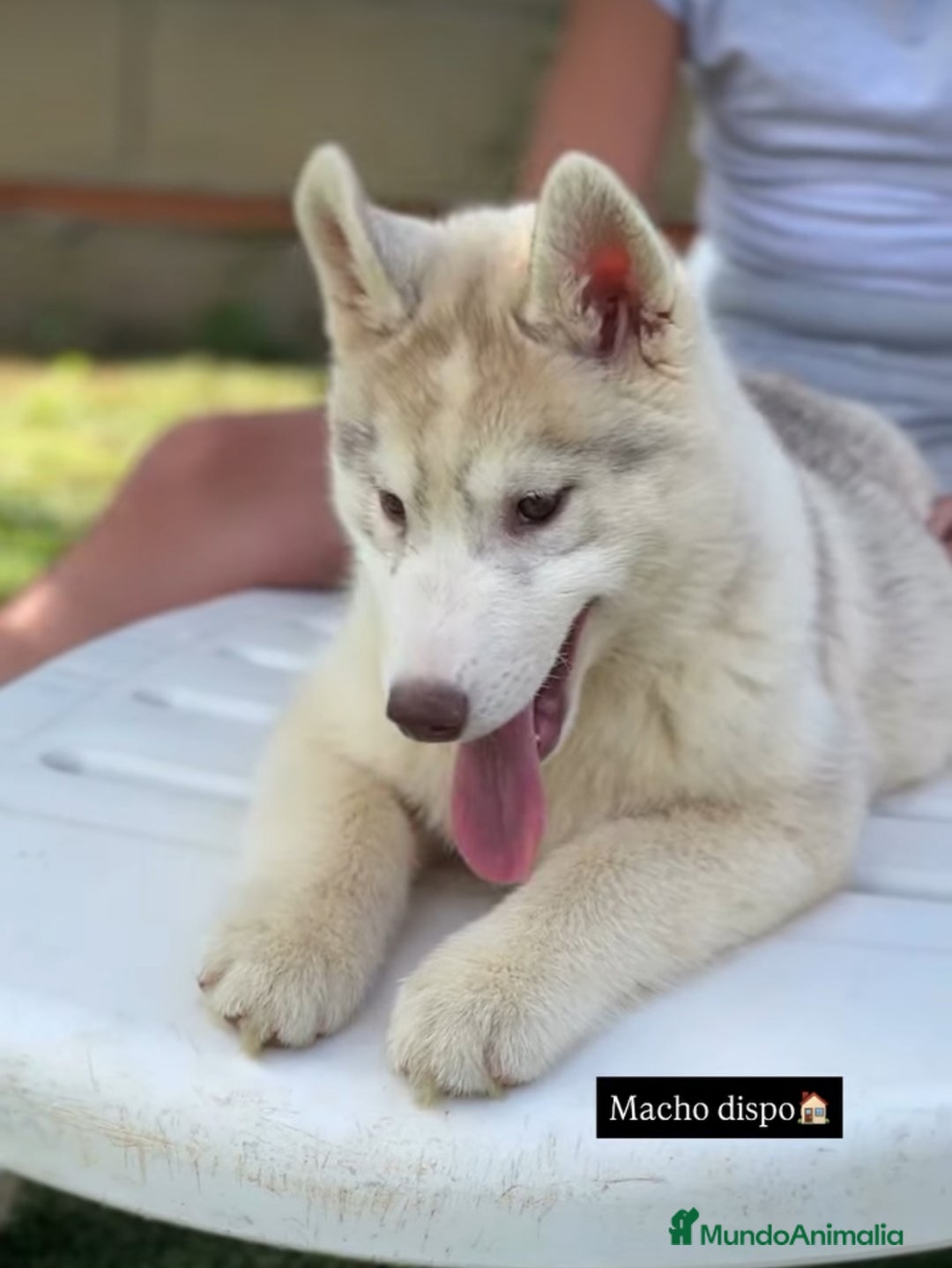 Husky Siberiano perros en venta: Cachorro adopcion - Imagen 2