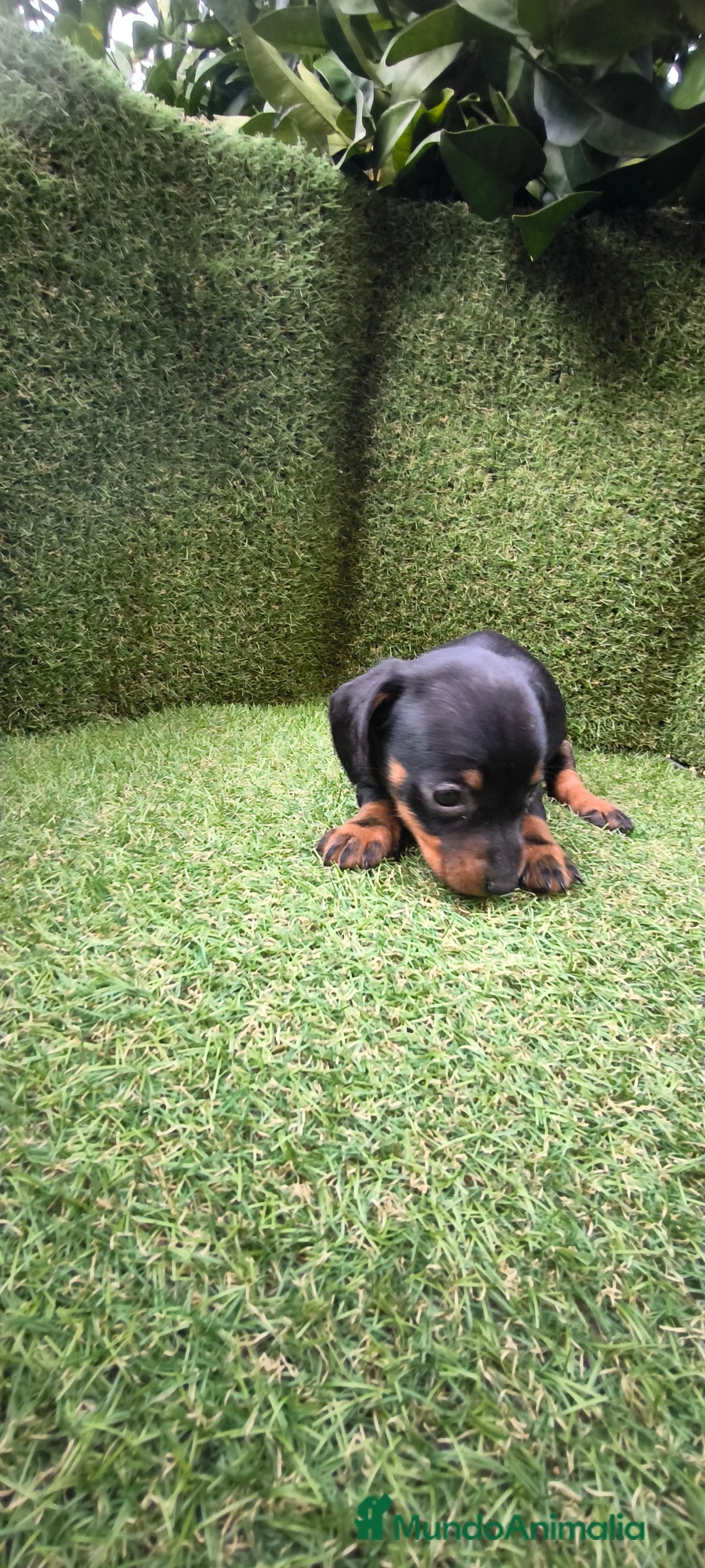 Teckel Miniatura perros en venta: camada teckel arlequín y todos los colores  - Anuncio 30