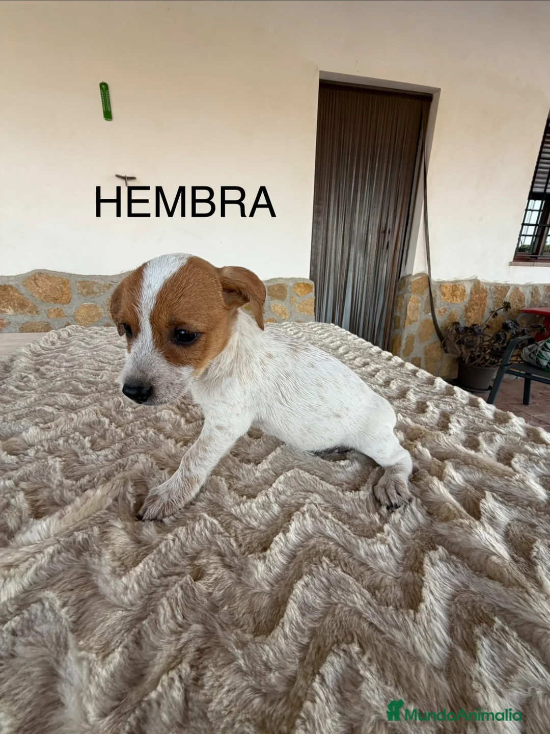 Raza Mixta perros en venta: MESTIZOS - Anuncio 2
