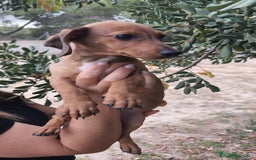 Teckel Miniatura perros en venta: Teckel macho 💙 - Imagen 1