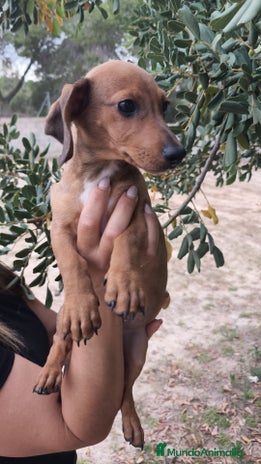 Teckel Miniatura perros - Anuncio 12