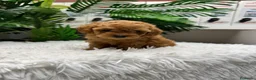 Caniche Toy perros en venta: CANICHE TOY-MUY PEQUEÑITO - Anuncio 29