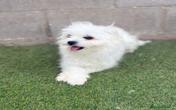 Raza Mixta perros en venta: Maltipom machos - Imagen 2