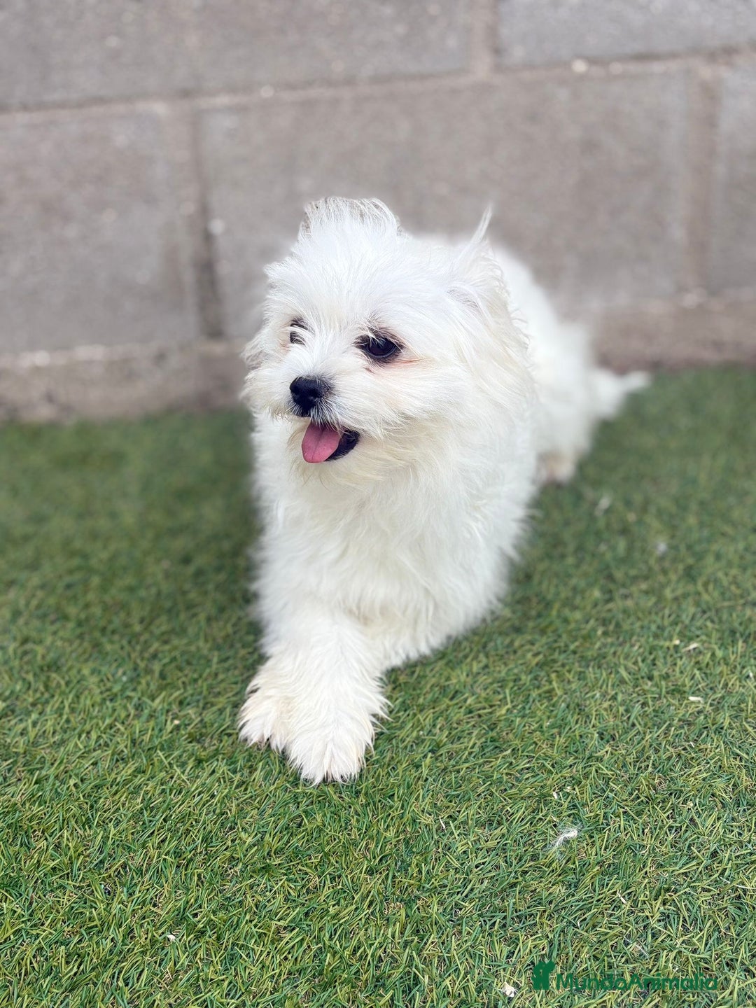 Raza Mixta perros en venta: Maltipom machos - Imagen 2