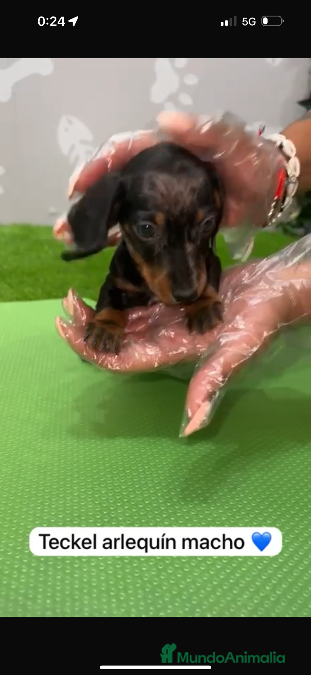 Teckel Miniatura perros en venta: Teckel kanintchen macho arlequin - Imagen 3