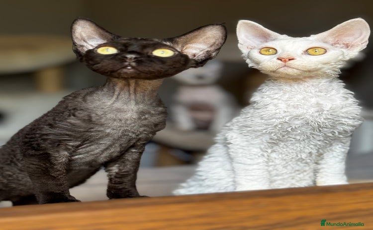Devon Rex gatos - Anuncio 1