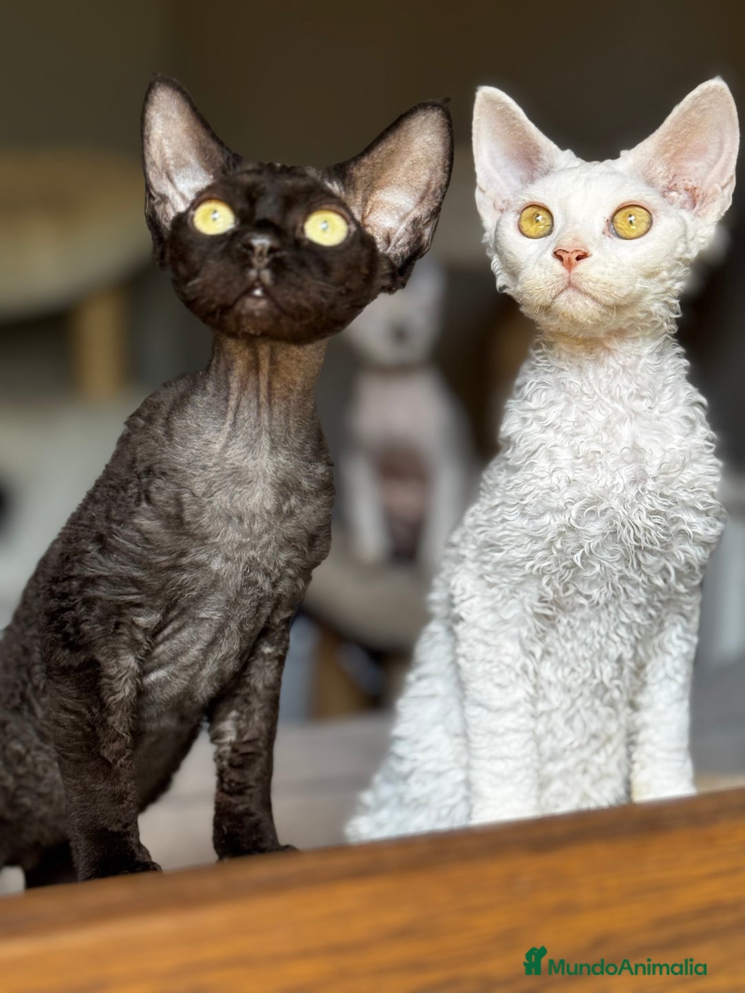 Devon Rex gatos en venta: Devon rex - Imagen 1