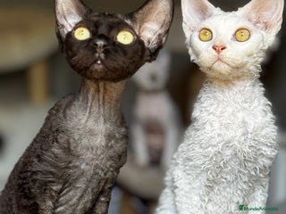 Devon Rex gatos - Anuncio 26
