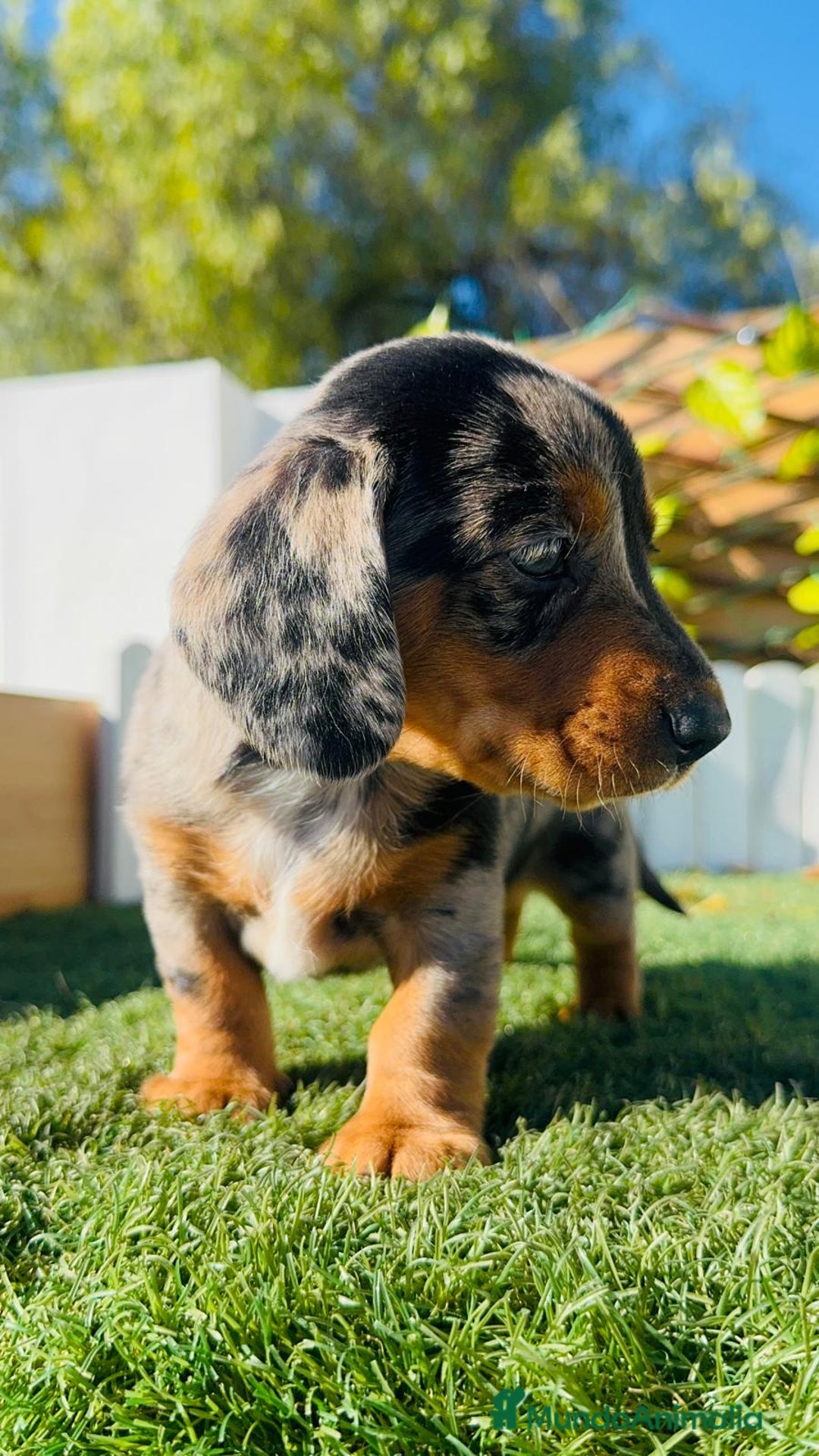 Teckel Miniatura perros en venta: TECKEL MINIATURA HEMBRA - Anuncio 19