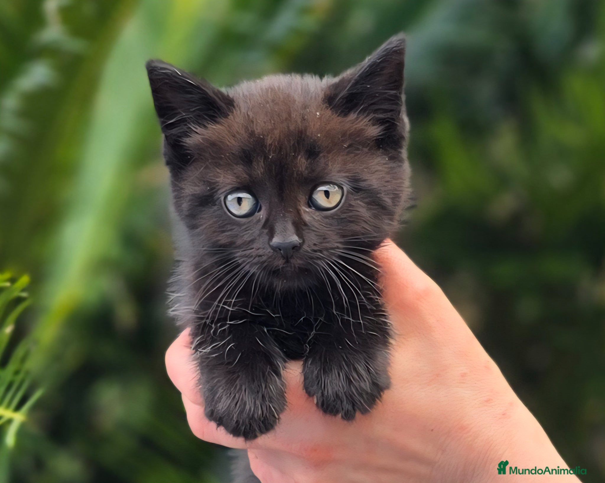 Británico de Pelo Corto gatos Gatcot.com - Anuncio 19
