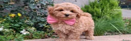 Maltipoo perros en venta: MALTIPOO - Anuncio 2
