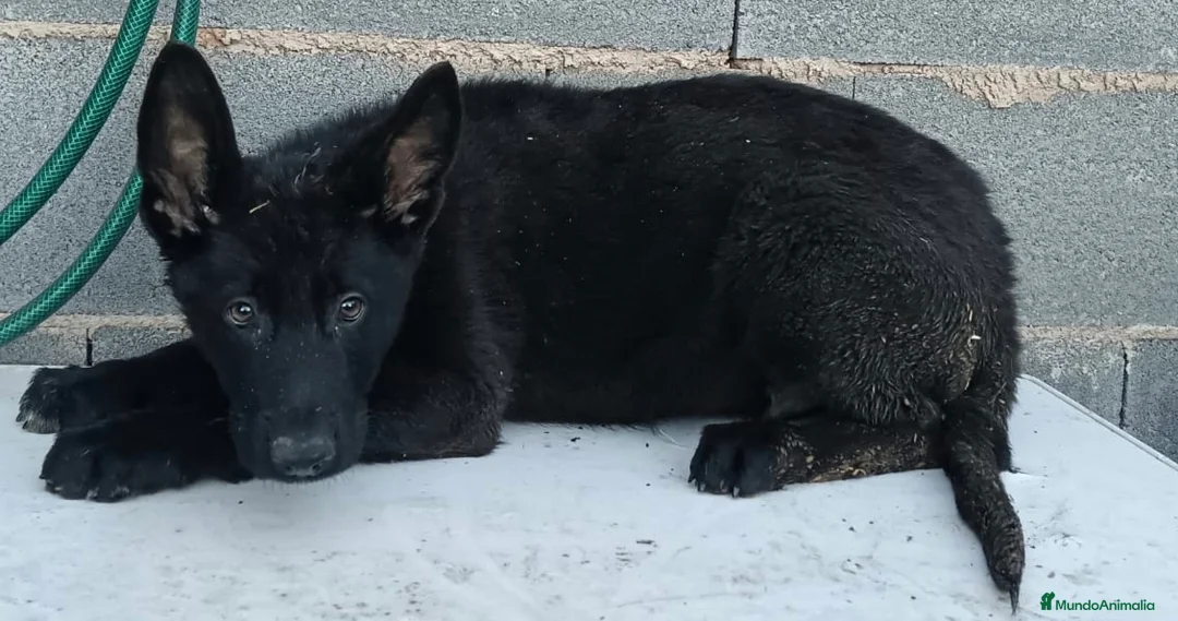 Raza Mixta perros en venta: Pastor alemán con lobo checoslovaco  - Anuncio 3