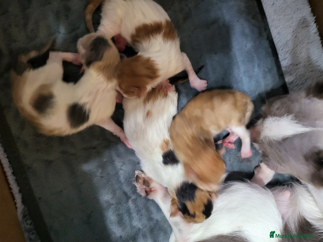 Maine Coon gatos en venta: Gatitos de Maine Coon  - Imagen 3
