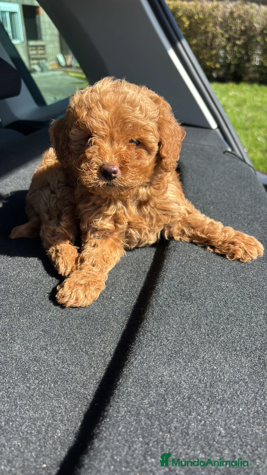 Caniche Toy perros en venta: caniche toy asiáticos  - Anuncio 2