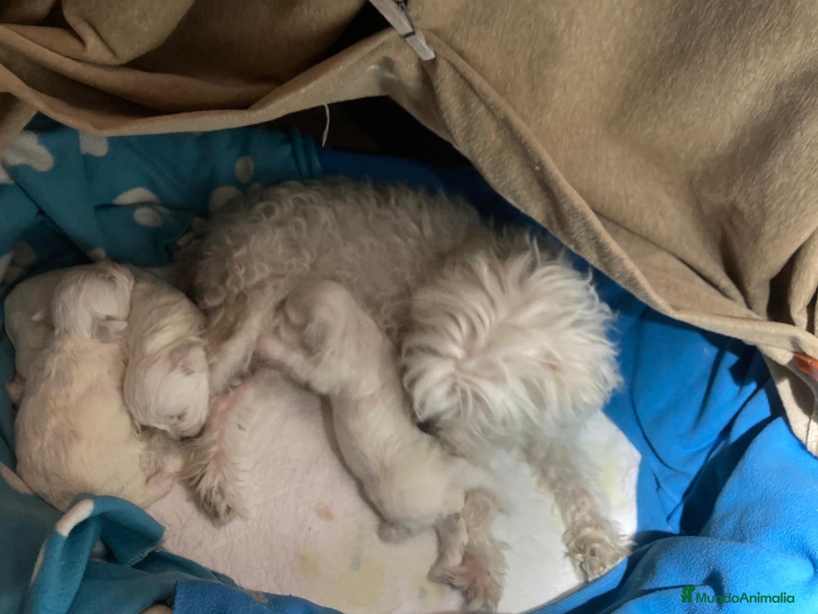 Bichón Maltés perros Bichón maltés macho - Anuncio 1