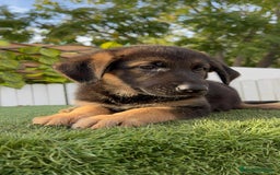 Pastor Alemán perros en venta: PASTOR ALEMAN HEMBRA - Imagen 7