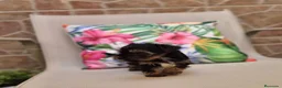 Yorkshire Terrier perros en venta: Yorkshire terrier - Anuncio 15