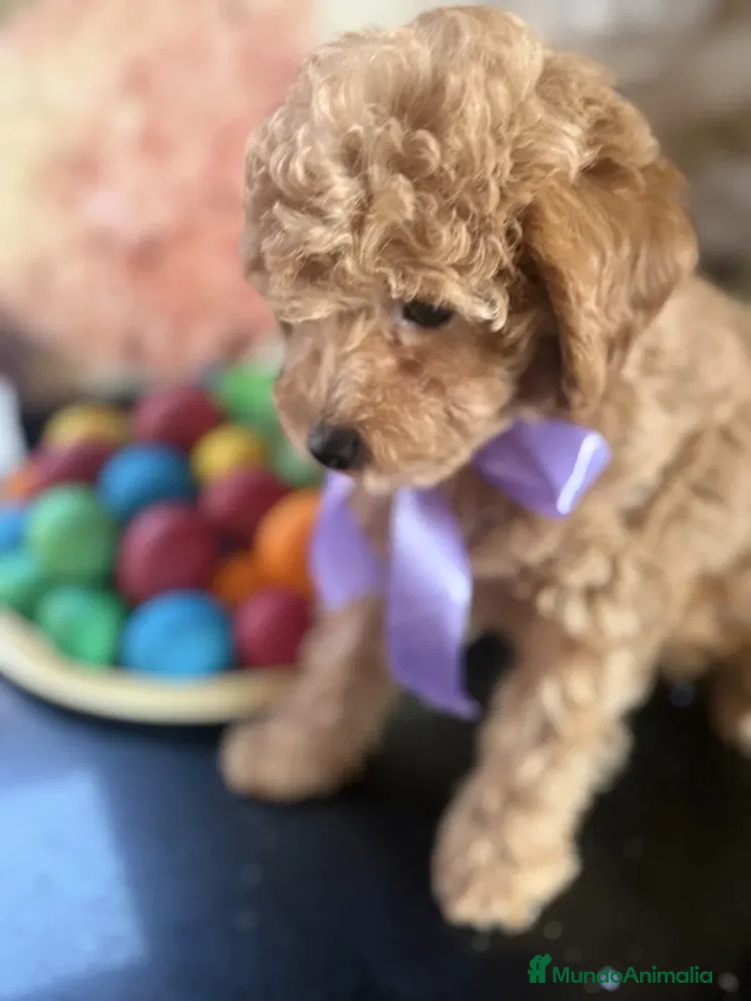 Caniche Toy perros en venta: caniche toy macho 1700 en Pontevedra - Anuncio 2