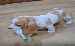 Basset Hound perros en venta: Preciosos sabuesos - Imagen 4