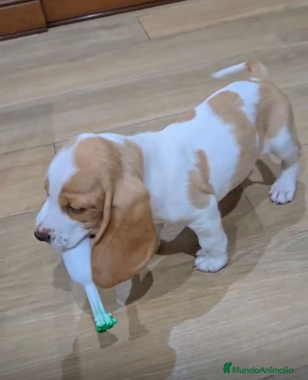 Basset Hound perros en venta: Preciosos sabuesos - Imagen 4