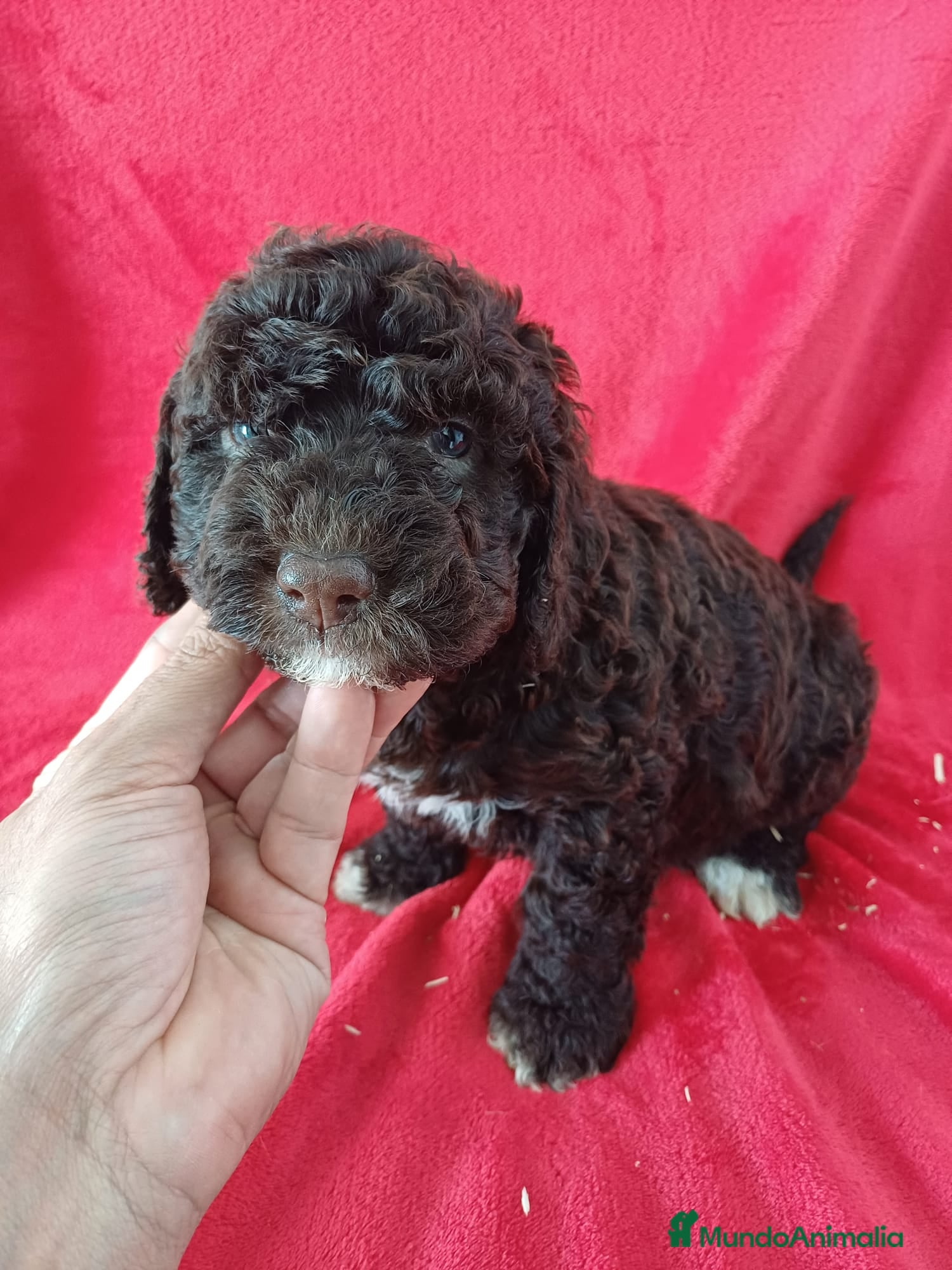 Perro de Agua Español perros Perro de Agua Español  - Anuncio 1