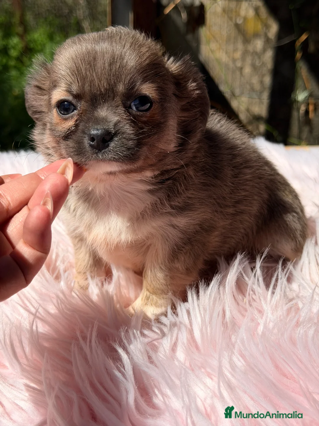 Chihuahua perros en venta: Chihuahua leonada  - Anuncio 1