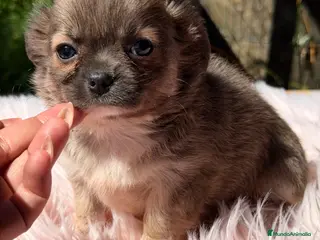Chihuahua perros Chihuahua leonada - Anuncio 4