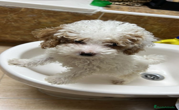 Caniche Toy perros en venta - Anuncio 1