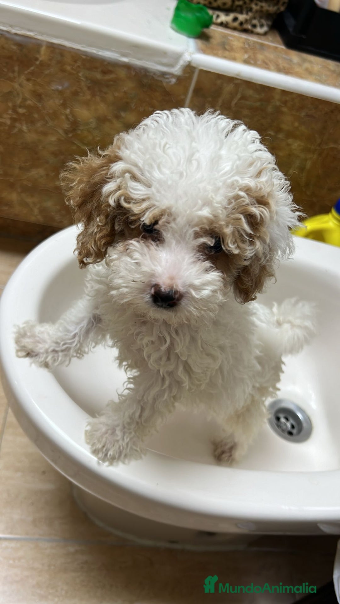 Caniche Toy perros en venta: Caniche toy  - Imagen 1