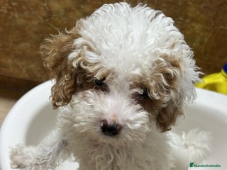 Caniche Toy perros - Anuncio 13