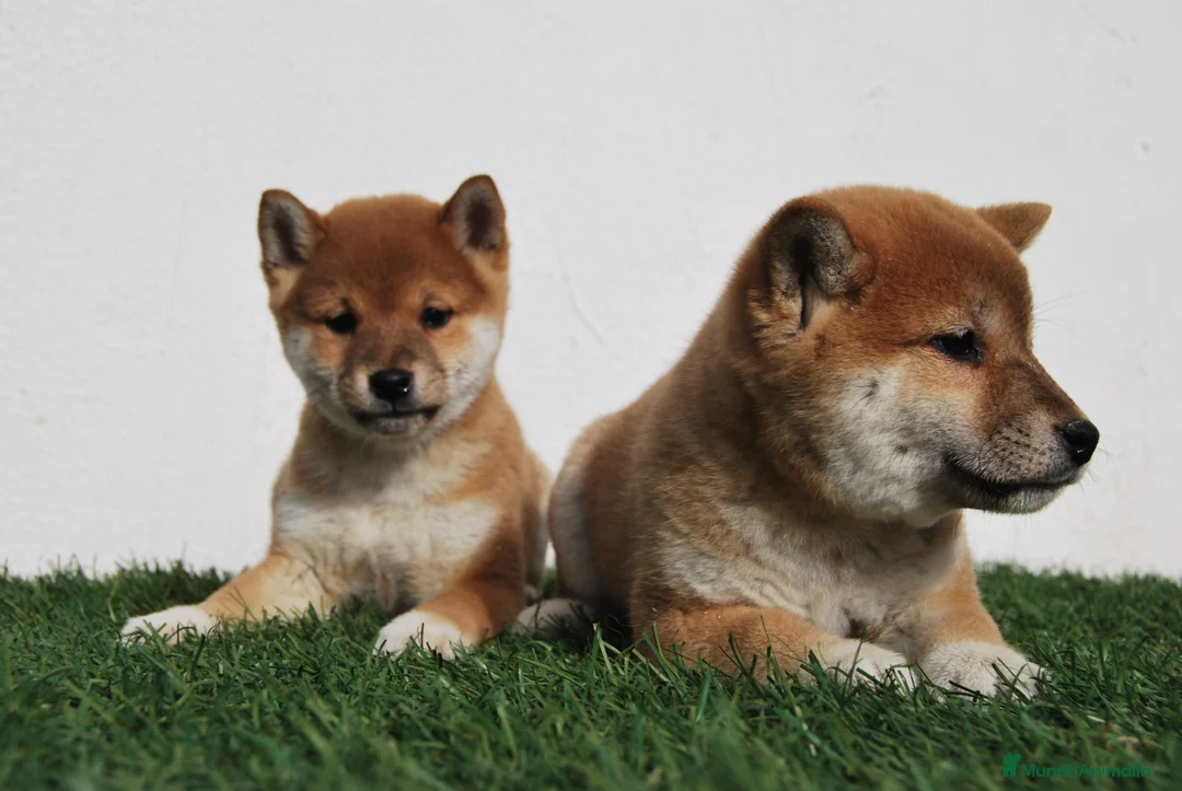 Shiba Inu perros en venta: SHIBA INU . CACHORROS en Madrid - Anuncio 4
