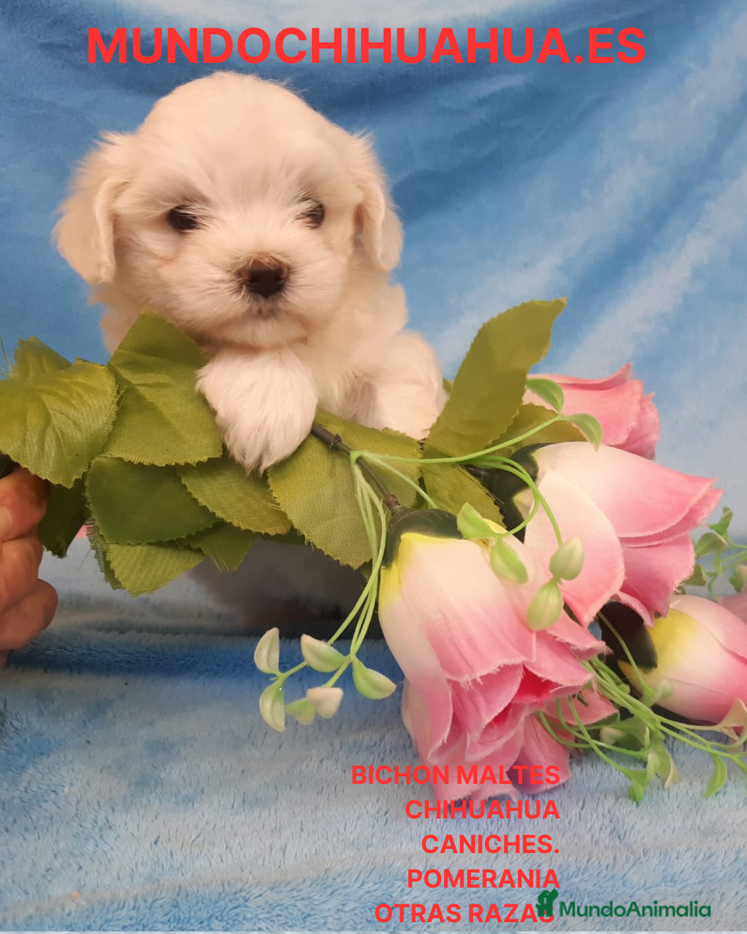Bichón Maltés perros preciosos cachorrito de bichon maltes - Anuncio 1