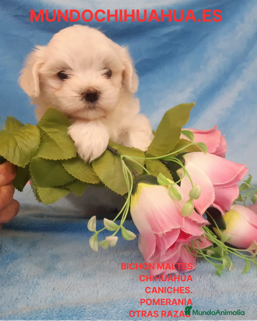 Bichón Maltés perros en venta: preciosos cachorrito de bichon maltes - Anuncio 1