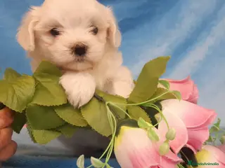 Bichón Maltés perros preciosos cachorrito de bichon maltes - Anuncio 1