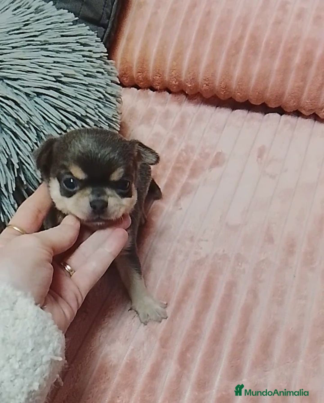 Chihuahua perros en venta: Chihuahuas cabeza de manzana - Anuncio 6