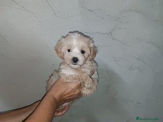 Maltipoo perros - Anuncio 2