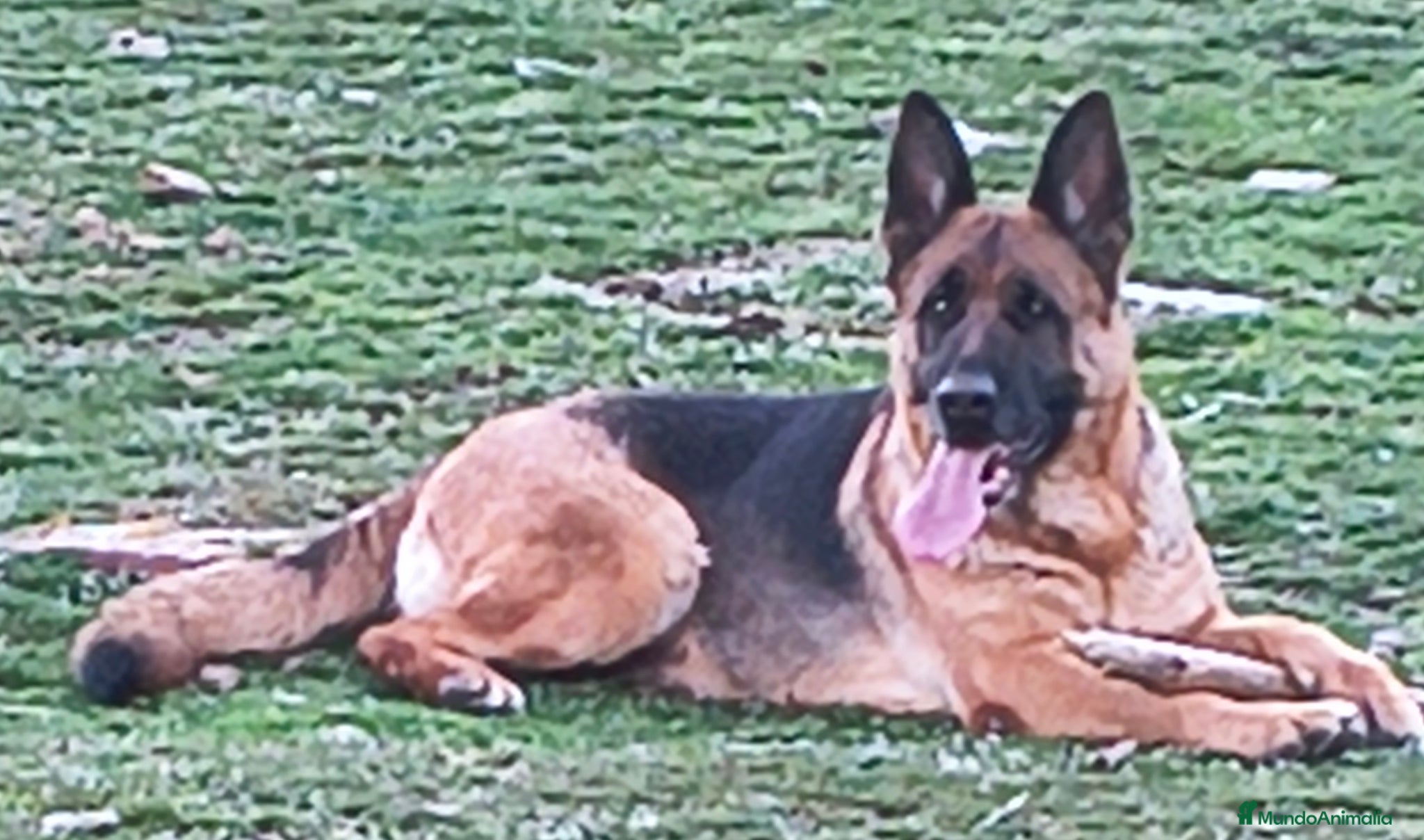 Pastor Alemán perros pastor alemán belleza  - Anuncio 1