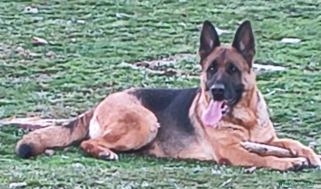 Pastor Alemán perros en venta: pastor alemán belleza  - Anuncio 1