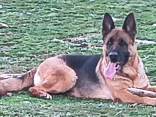 Pastor Alemán perros pastor alemán belleza - Anuncio 1