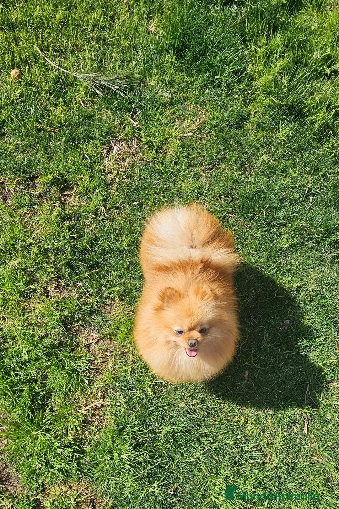 Pomerania perros en venta: POMERANIA JOVEN GEN MERLE - Anuncio 9