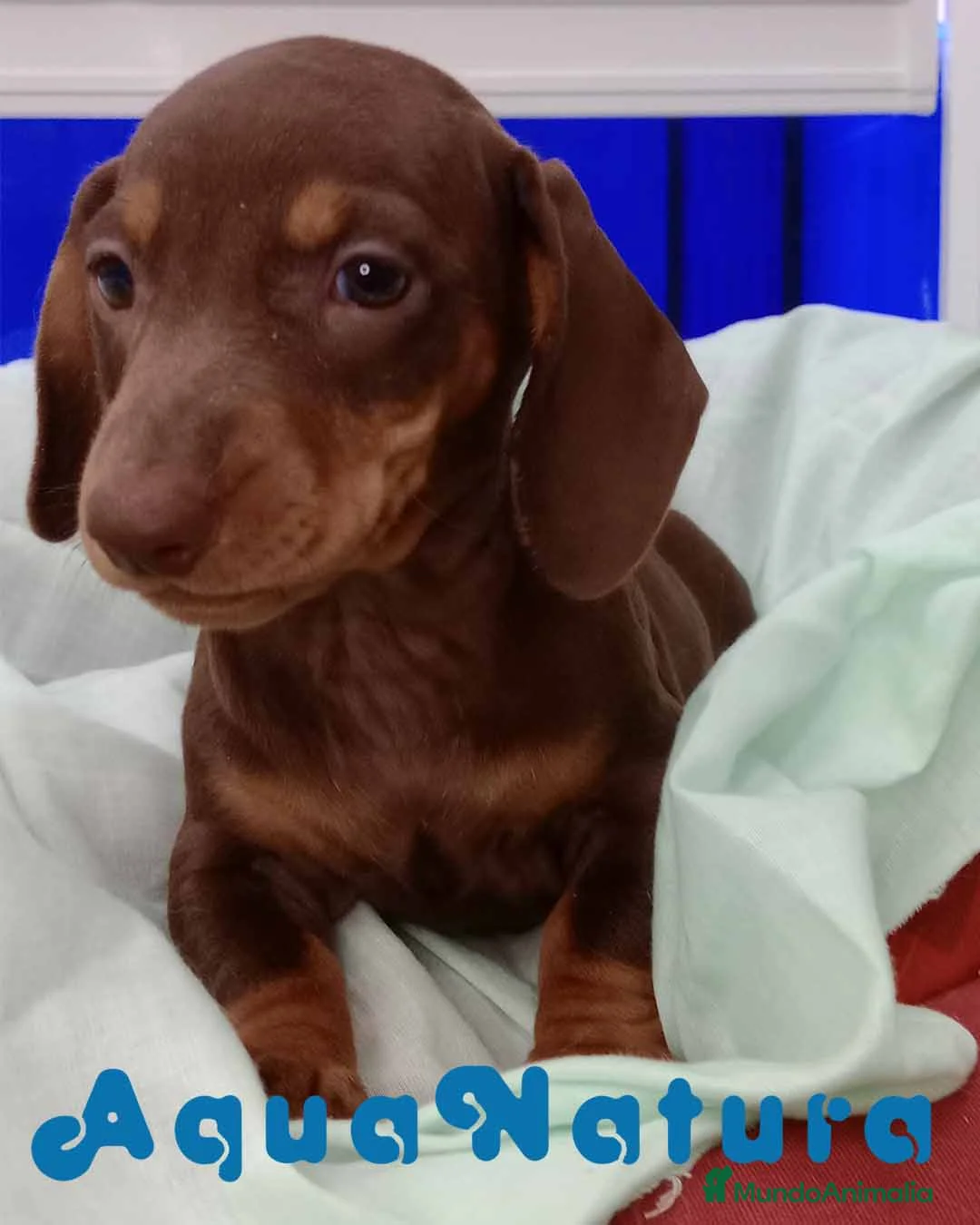 Teckel perros en venta: Teckel Hembra de Kily y Tilo 7008 - AQUANATURA en Barcelona - Anuncio 2