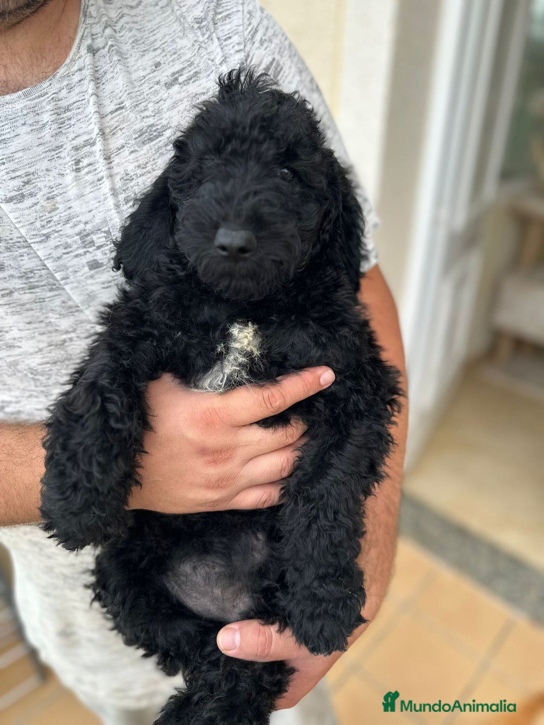 Caniche Gigante perros en venta: Caniches gigantes  - Anuncio 3