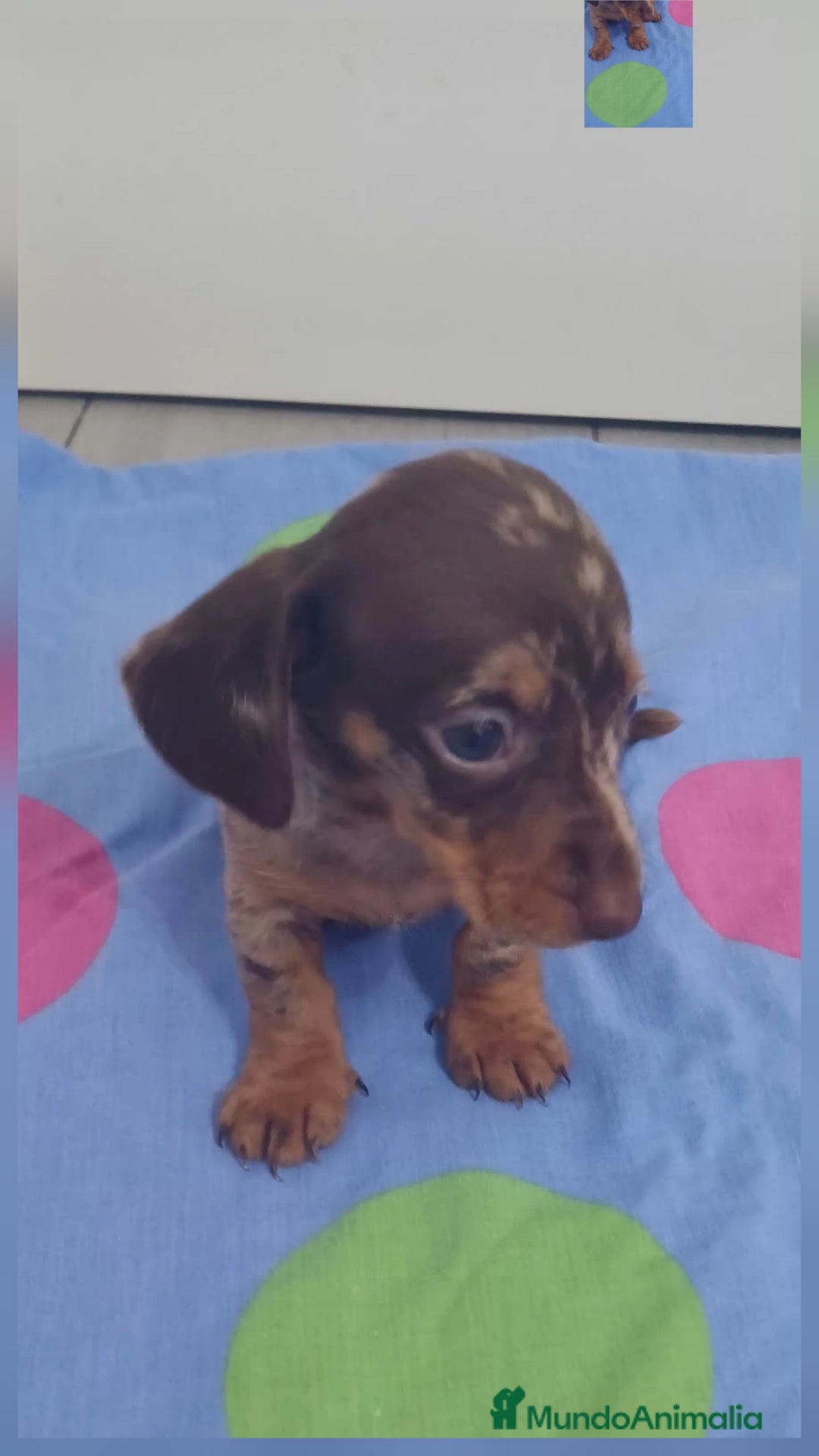 Teckel Miniatura perros en venta: Teckel Mini Choco Hembra - Anuncio 11